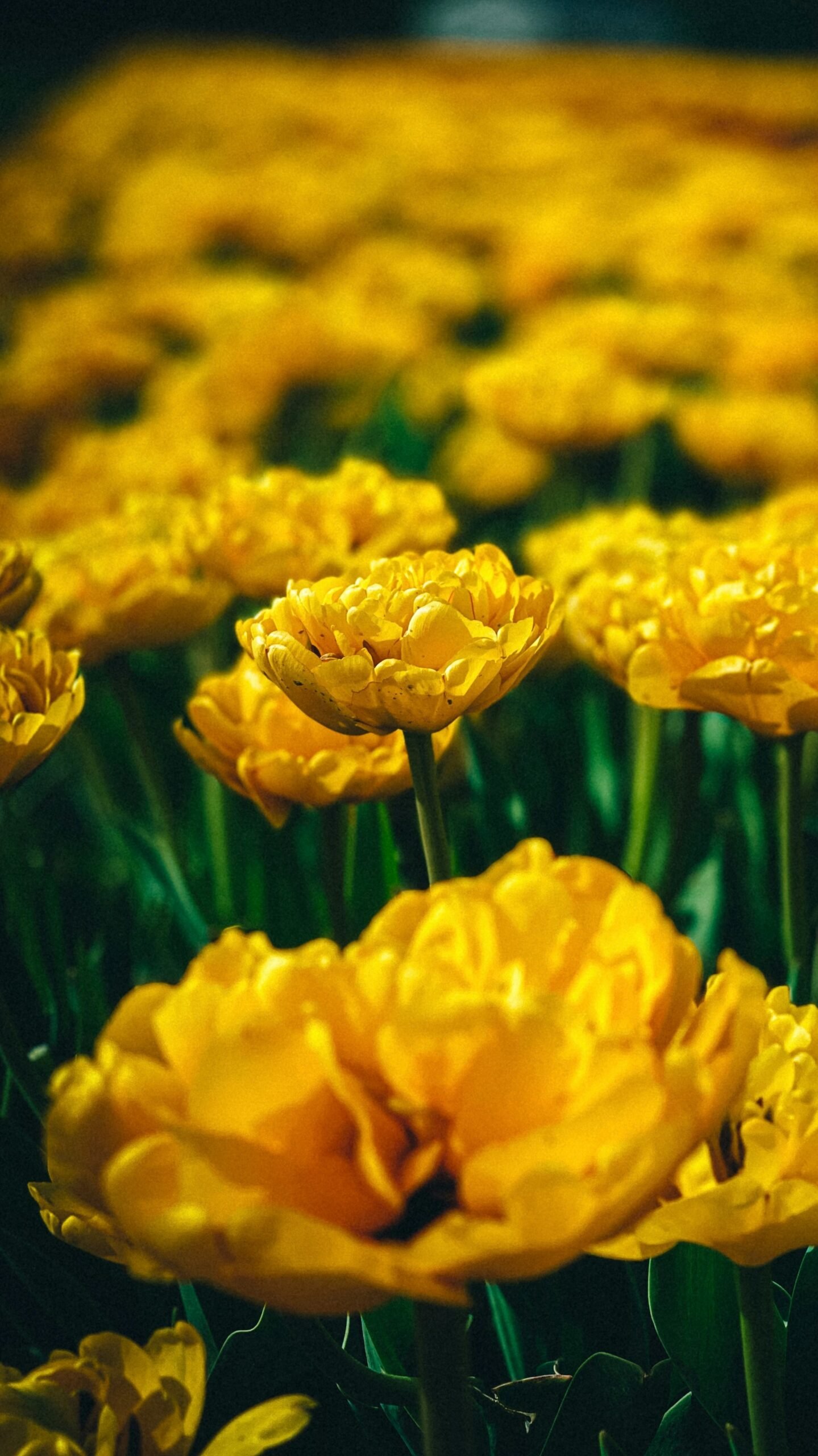 a bunch of yellow flowers that are in the grass