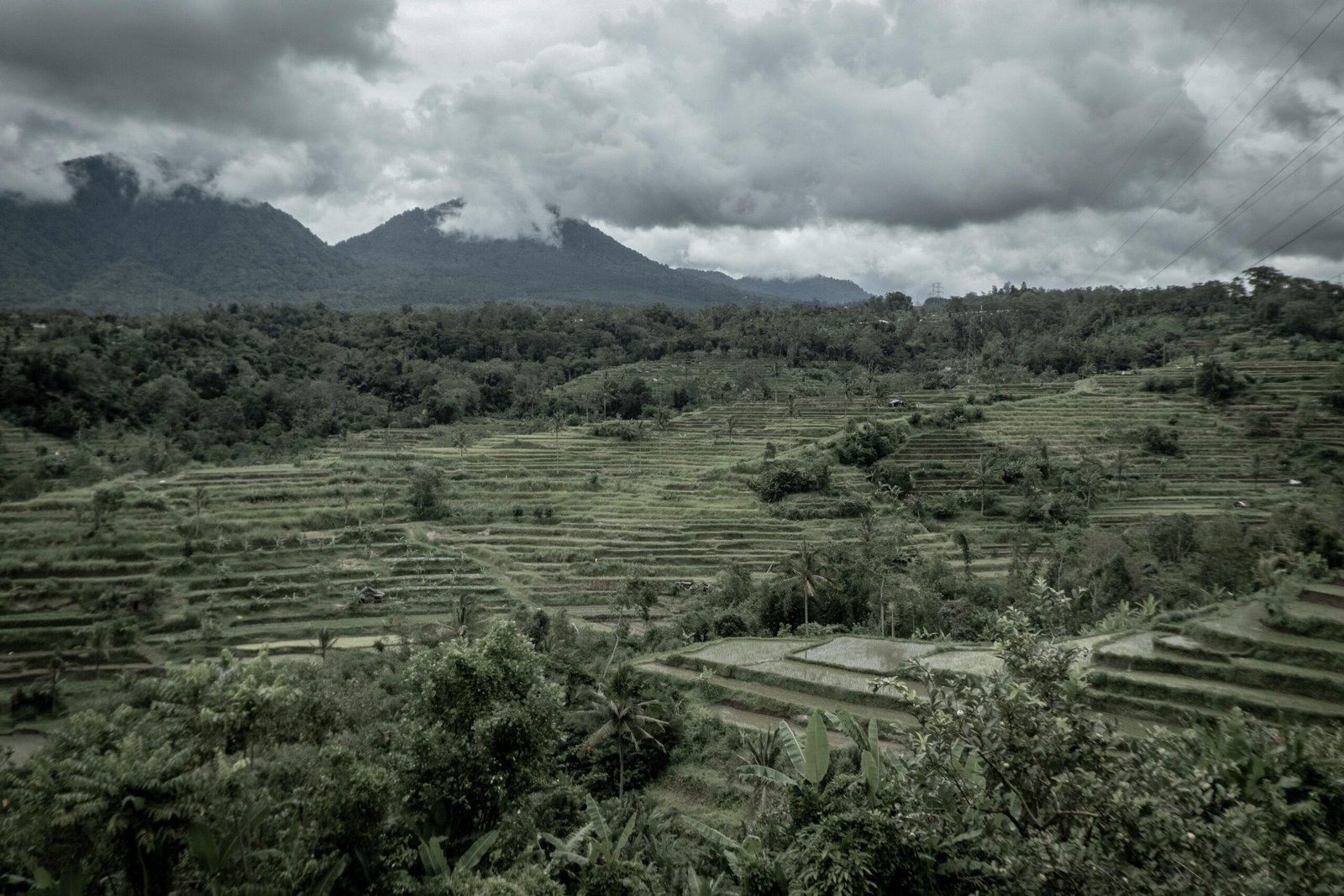 green crop field